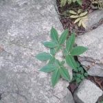 珠子参有什么功效 珠子参的功效与作用2021