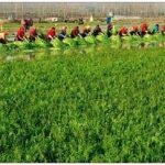 水芹菜的功效与作用 水芹菜的营养价值