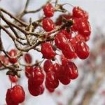 山茱萸泡水的功效2021 山茱萸的副作用