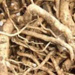 大青根有什么作用 大青根的功效与作用