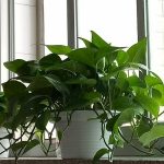 花卉养殖小课堂 绿萝冬天会冻死吗？