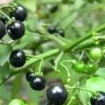 龙葵子有什么功效 龙葵子的作用和用途