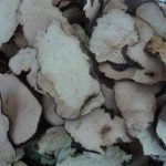 猪苓的药用价值 2021猪苓的使用方法