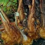 狗脊有什么功效-狗脊的功效与作用