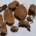 茯神与茯苓的区别 2021中药茯神的临床应用