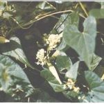 青羊参有什么功效 青羊参的功效与作用