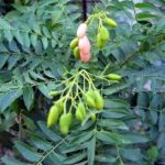 过山香的功效与作用 过山香的功效是什么