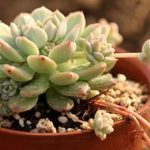 花卉养殖小课堂 多肉叶片发软发皱是什么原因？