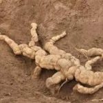 天花粉的禁忌和副作用 天花粉的禁忌