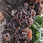 桑耳的功效与作用及禁忌-桑耳的功效2021