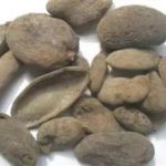 五倍子有毒副作用吗 五倍子的副作用与禁忌