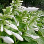 花卉养殖小课堂：玉簪花秋天怎么养护 玉簪花秋天养护方法有哪些？