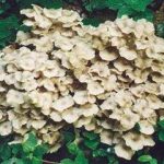 猪苓的副作用 猪苓不良反应与副作用