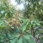 野枇杷的好处 野枇杷的好处有哪些