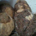 松节的功效和作用2021 松节的禁忌