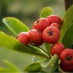 毛冬青的副作用及禁忌 毛冬青的禁忌