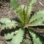 苦碟子有什么功效 苦碟子的功效与作用