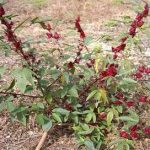 洛神葵有什么功效 洛神葵的作用