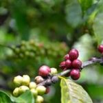 冬青子有什么作用功效 冬青子的功效与作用