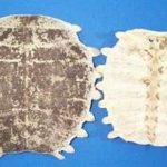 鳖甲有什么作用 鳖甲的功效与作用