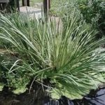 岩菖蒲的功效与作用 岩菖蒲晒干功效