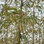 哪些人不适合吃竹黄 竹黄的食用禁忌