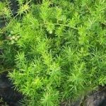 天门冬的食用方法 天门冬的食用方法和它的疗效