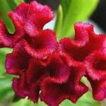 鸡冠花的禁忌什么人不能吃-鸡冠花的禁忌