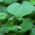 磨盘草有什么作用 磨盘草的功效与作用