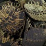 鳖甲的用量多少克 鳖甲的用法用量