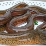 黄鳝的营养价值 黄鳝不能和什么一起食用2021