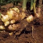 姜的禁忌 姜的禁忌与副作用