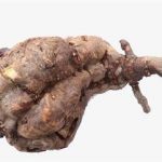 何首乌的功效和作用2021 何首乌的食用方式