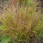 笔仔草的功效和作用 笔仔草的禁忌