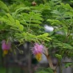 儿茶的用量是多少 儿茶的用法用量2021