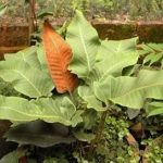 庐山石韦有何功效-庐山石韦的功效与作用