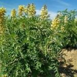 苦豆子有什么功效 苦豆子的功效与作用