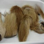 鹿尾有什么功效与作用 鹿尾的功效与作用禁忌