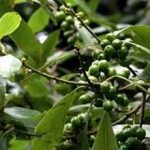 荜澄茄有什么功效 荜澄茄的功效与作用