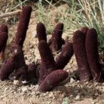 锁阳有什么功效 锁阳的功效与作用