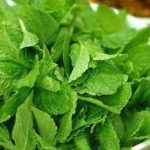 薄荷泡水喝有什么好处 薄荷泡水喝有哪些功效