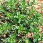 地椒有什么好处 地椒的功效与作用