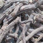 阳雀花根的功效与作用 阳雀花根的功效与作用图片2021