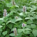 山藿香的作用与功效禁忌-山藿香的药用作用