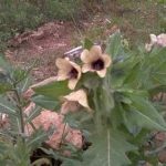 天仙子有什么禁忌 天仙子的禁忌