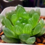 如何给玉露浇水？废话不多说赶紧来看看吧！