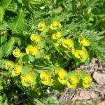 泽漆治疗什么病最特效 什么样的人不能服用泽漆