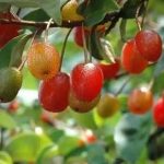 胡颓子根的禁忌-胡颓子根的副作用