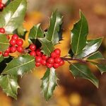 枸骨叶的功效与作用及禁忌 枸骨叶的禁忌