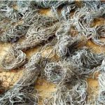 缬草的该怎么吃 缬草的食用方法